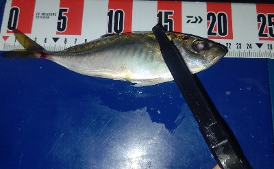 またまたアジングへ