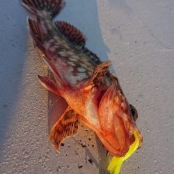 南港ガシリング