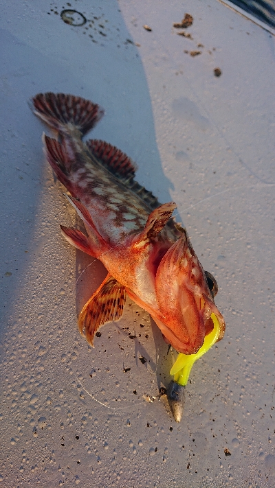 南港ガシリング