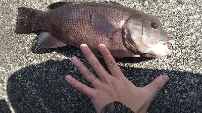 平磯でマグレカンダイ