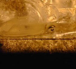 アジング？いえ、エギングです(￣▽￣;)