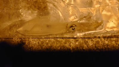 アジング？いえ、エギングです(￣▽￣;)