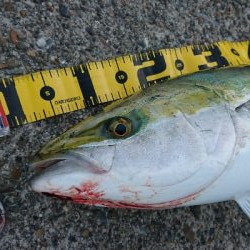 泣きブリ! でも体高立派だよ~