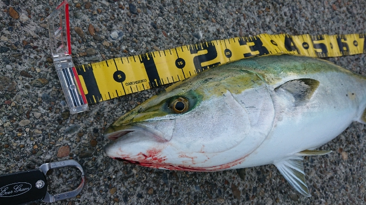 泣きブリ！ でも体高立派だよ～