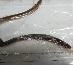 ちょい投げ 夜釣り