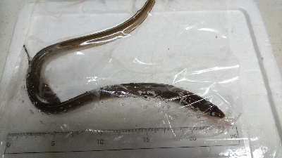 ちょい投げ 夜釣り