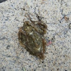 室津のキス釣り