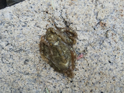 室津のキス釣り