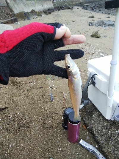室津のキス釣り
