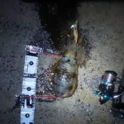 予想外の大物で締め括り