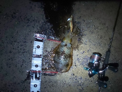 予想外の大物で締め括り