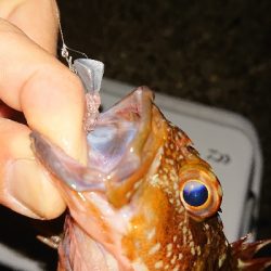 そろそろメバリング