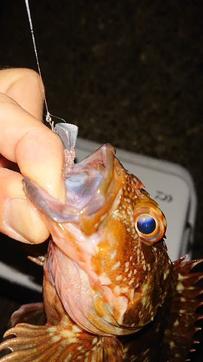 そろそろメバリング