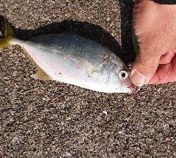 今季初タチウオ