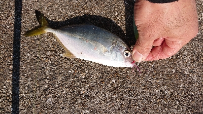 今季初タチウオ