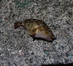 中紀をランガン