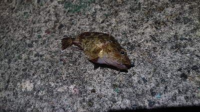 中紀をランガン