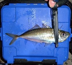 アジングと年末挨拶