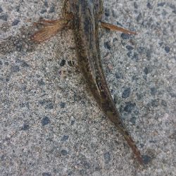 アジを探しに行きました