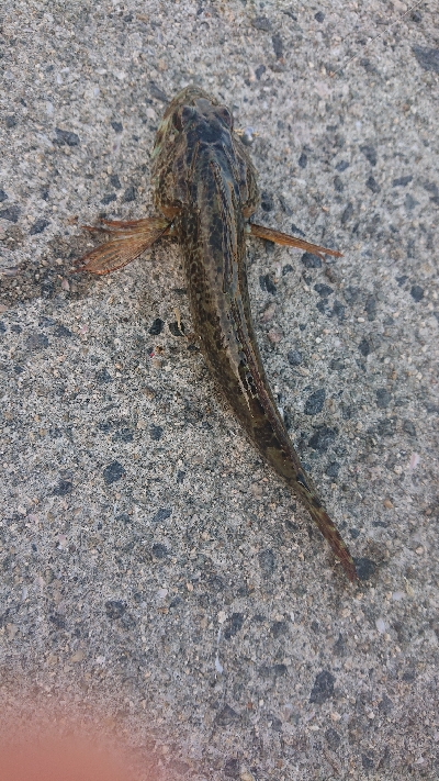 アジを探しに行きました