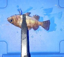 釣り納めアジング