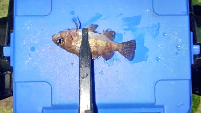 釣り納めアジング