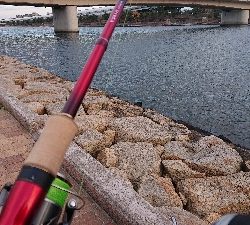 阪神湾奥で鰤族(電車釣行)