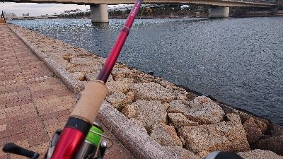 阪神湾奥で鰤族(電車釣行)