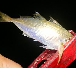 豆からアジゴなら……