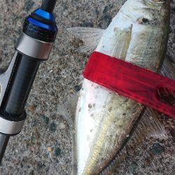 夕マズメ狙いで……