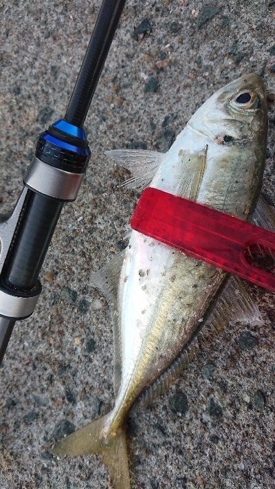 夕マズメ狙いで……