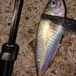 19ヴァンキッシュ2台目の鱗つけ