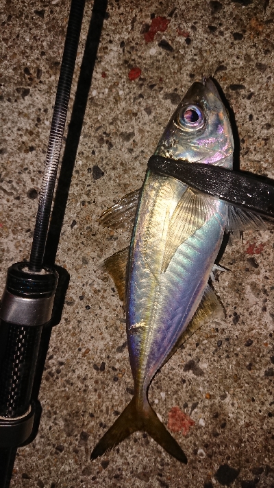 19ヴァンキッシュ2台目の鱗つけ