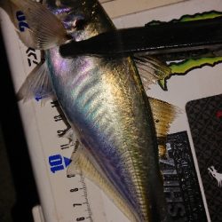 風裏さがしてアジ発見