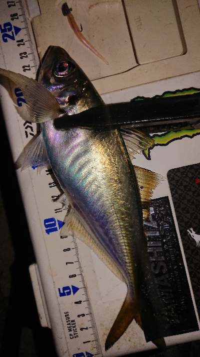 風裏さがしてアジ発見