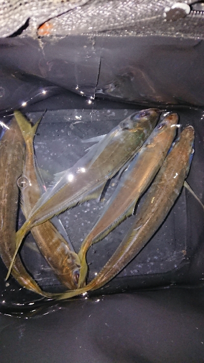 ナイトアジング