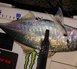 尺に足りない〜(´；ω；｀)