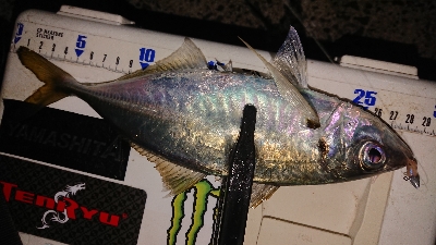 尺に足りない〜(´；ω；｀)