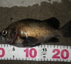 おかっぱりからのええサイズ~