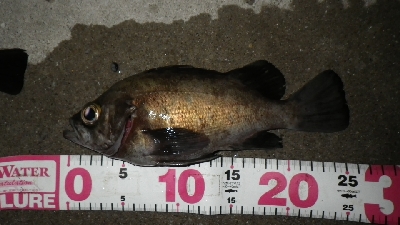 おかっぱりからのええサイズ～