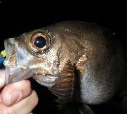 アジ?メバルは?