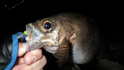 アジ？メバルは？