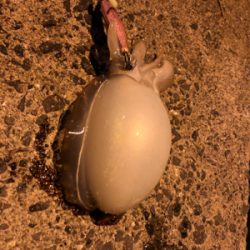 コウイカ釣れるまで帰れまテン