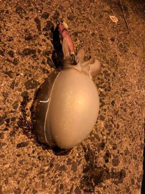 コウイカ釣れるまで帰れまテン