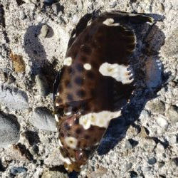 田辺～湯浅をランガン