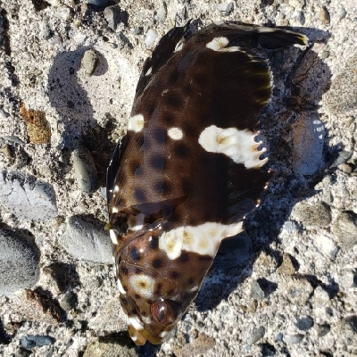 田辺～湯浅をランガン