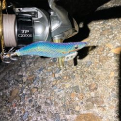 たぶん今年ラストエギング