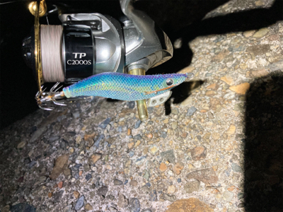 たぶん今年ラストエギング