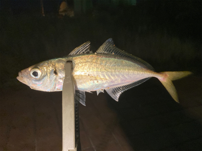 たぶん自己新記録!24.5cmのマッチョ鯵。