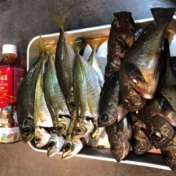 メバル時々アジ